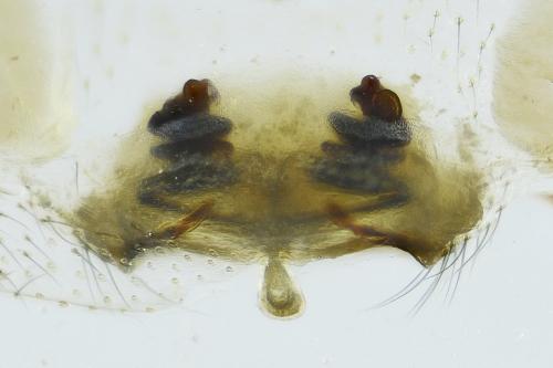 Linyphia hortensis
